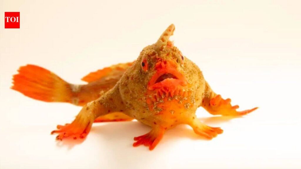 Photo Ark: Meet the red handfish, the critically endangered ‘walking’ fish that became Photo Ark’s 18,000th species