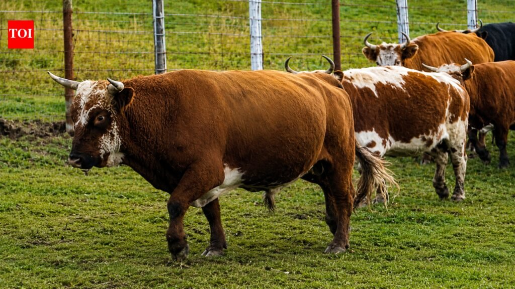 These cattle were left to survive alone on an Alaskan island; generations later, their DNA was unlike most US breeds | World News