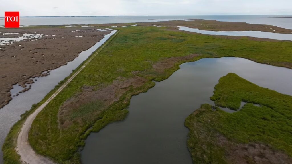 A $13.5 million Maryland project turned dredged sand, silt and shell into roughly 70 acres of wetland habitat for threatened marsh birds