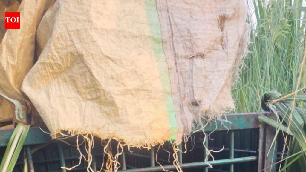 Female leopard trapped in Bahraich village after days of panic
