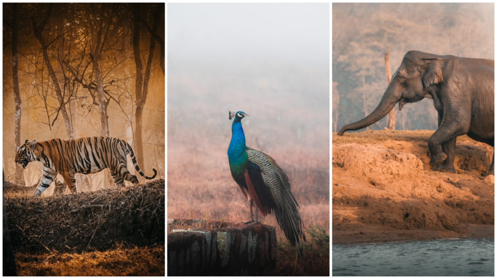 Chasing Tigers in Nagarhole During the Monsoon